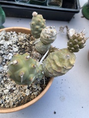 Tephrocactus