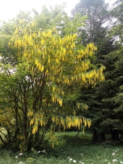 Laburnum