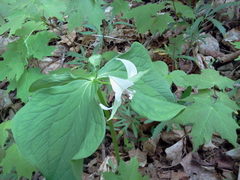Trillium flexipes