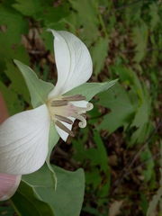Trillium flexipes