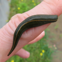 Whitmania edentula