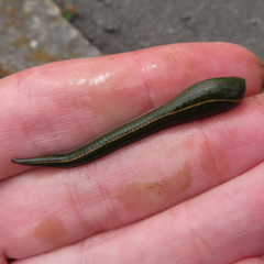 Whitmania edentula