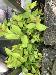 Phloeospora spiraeicola