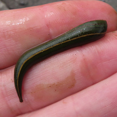 Whitmania edentula