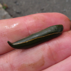 Whitmania edentula