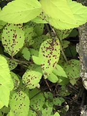 Phloeospora spiraeicola