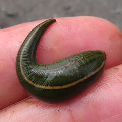Whitmania edentula