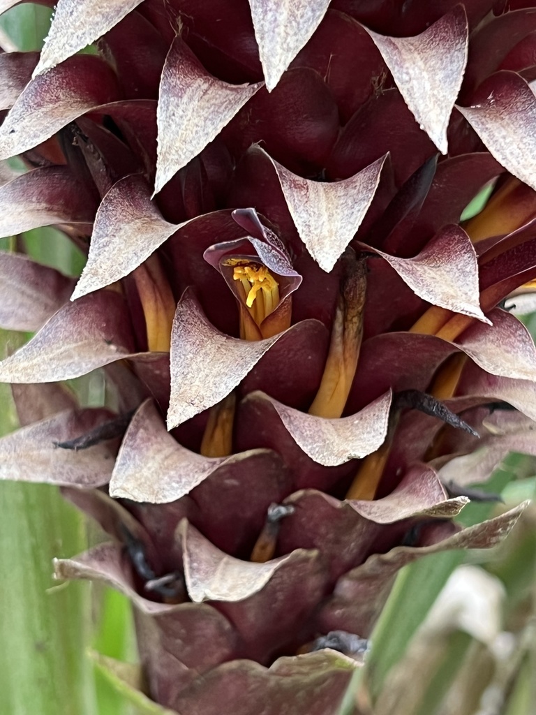 Vicki's pitcairnia