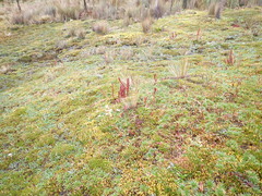 Phlegmariurus crassus