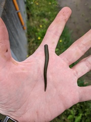 Whitmania edentula