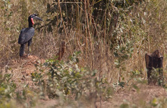 Bucorvus abyssinicus