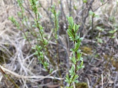 Salix pedicellaris