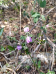 Justicia breviflora