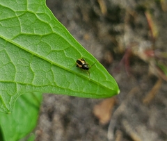 Phyllotreta striolata