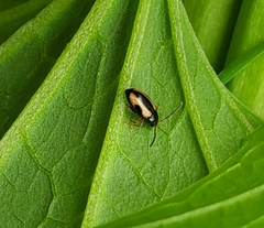 Phyllotreta striolata