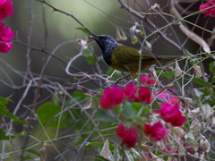 Hypergerus atriceps