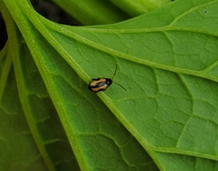 Phyllotreta striolata