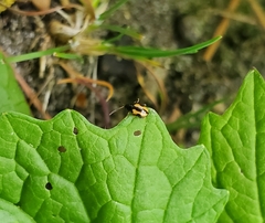 Phyllotreta striolata