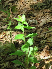 Solidago ulmifolia palmeri