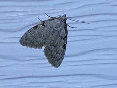 Nola triquetrana