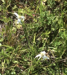 Rhynchospora colorata image