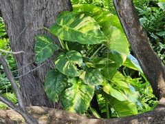 Epipremnum aureum — photo 2