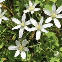Ornithogalum umbellatum