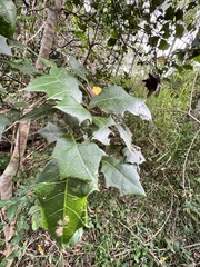 Alchornea ilicifolia