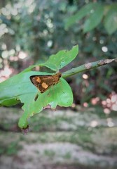 Oriens paragola
