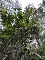 Alchornea ilicifolia
