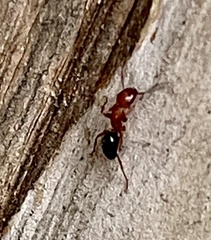 Camponotus decipiens