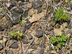 Phemeranthus parviflorus