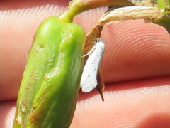 Tegeticula yuccasella