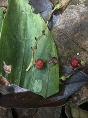 Trophis mexicana