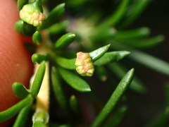 Eriophyes adenostomae