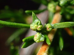 Eriophyes adenostomae