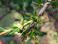 Eriophyes adenostomae