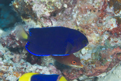 Centropyge fisheri