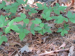 Rubus enslenii