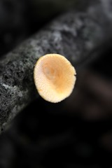 Aleurodiscus vitellinus