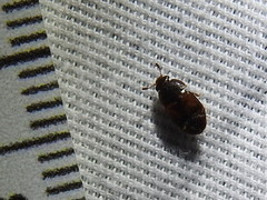 Colopterus maculatus