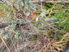 Castilleja fissifolia
