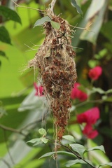 Todirostrum cinereum