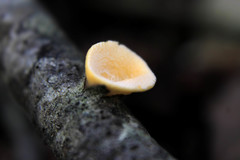 Aleurodiscus vitellinus