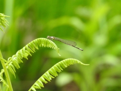 Chromagrion conditum