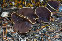 Daleomyces