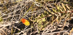 Leucospermum gracile