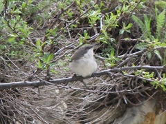 Curruca crassirostris