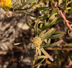 Leucospermum gracile