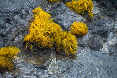 Ahnfeltiopsis concinna